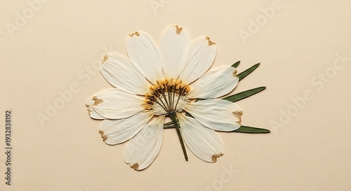 Pressed white daisy flower on pale background in overhead studio shot