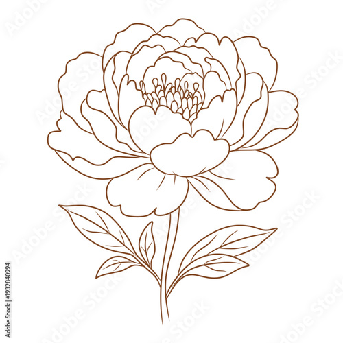 Botanical Peony Flower Full Bloom Line Art Vector Elegant Minimalist Floral