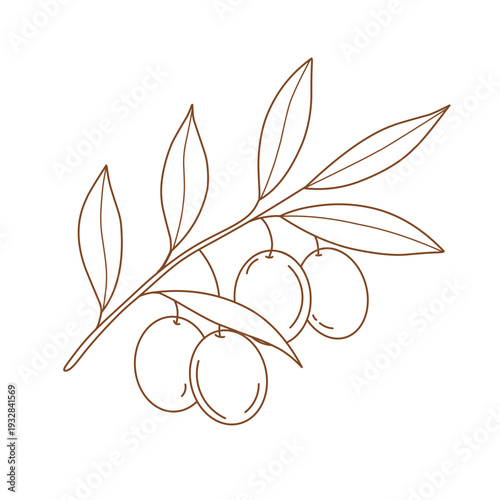 Botanical Olive Branch with Olives Line Art Vector Minimalist Plant Illustration