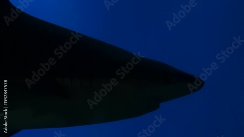 Hammerhead shark swimming in large aquarium tank, underwater view of marine predator in blue water.