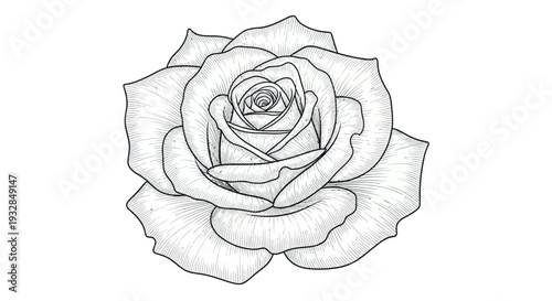 Elegant Rose Drawing, Black and White Flower Illustration, Single Bloom Sketch