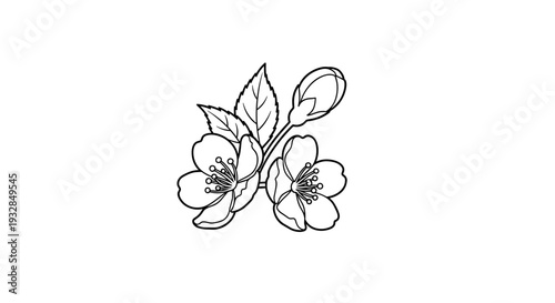 Delicate Apple Blossoms Line Art Drawing