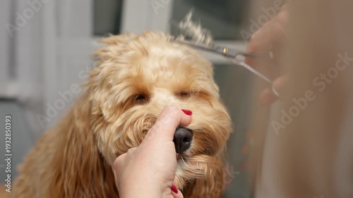 A woman cuts off excess hair from the muzzle of a big curly brown dog with scissors, grooming dogs