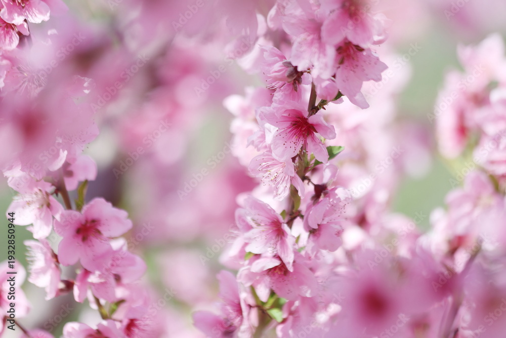 Obraz premium spring in the peach orchard in full bloom 