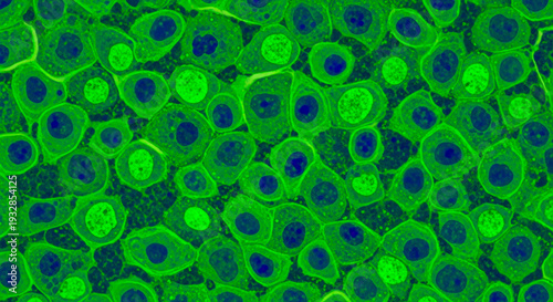 Fluorescent microscopic image of healthy human cells showing bright green cytoplasm and distinct dark blue nuclei, ideal for biological and medical research.