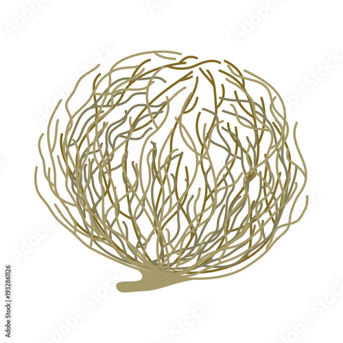 An illustration of a tumbleweed plant, which is found in arid areas. A twisted, dried-out bush. Plants of the steppe lanshauta