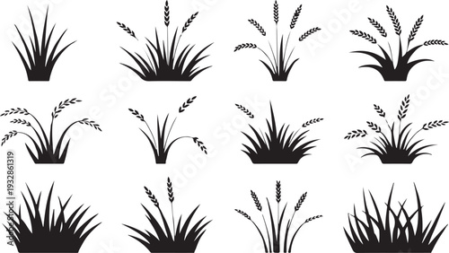 Set of grass and wheat silhouettes on white