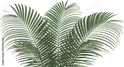 Tropical green palm tree leaves isolated on transparent background