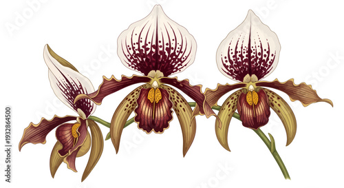 Three Exotic Paphiopedilum Orchids in Bloom.