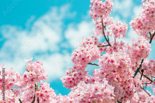Kawazu cherry blossoms with soft clouds in a blue sky, pastel spring background