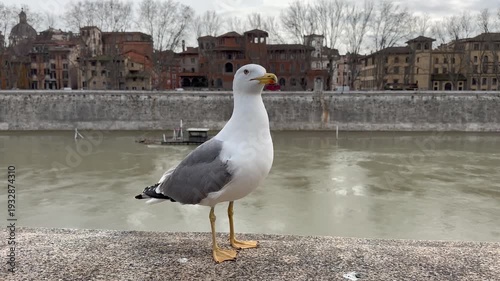 a seagull poses on the parapet of the Tiber River in Rome
