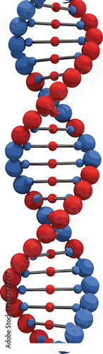PrintDNA Double Helix Structure Vector Illustration with Red and Blue Molecular Model Representing Genetics, Biotechnology, Science, and Medical Research