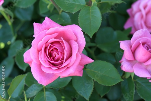 A close-up view of a beautifully bloomed pink rose surrounded by lush green leaves