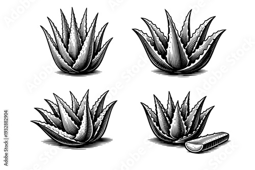 Vintage aloe vera illustrations: detailed botanical sketches of medici