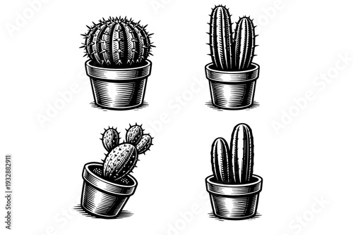 Vintage style cactus illustrations in pots - monochrome botanical art