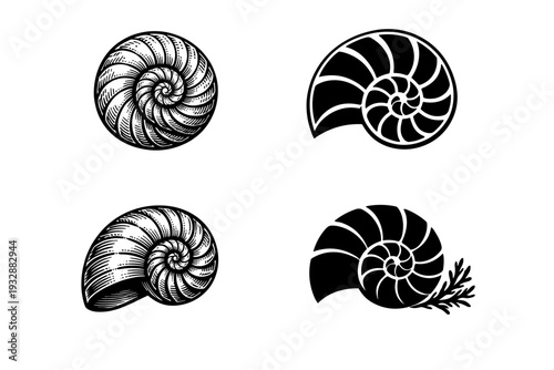 Spiral seashell illustrations: intricate nautical designs in black and