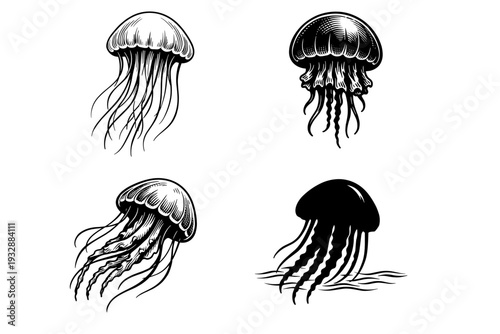 Black and white jellyfish illustrations: marine life art collection