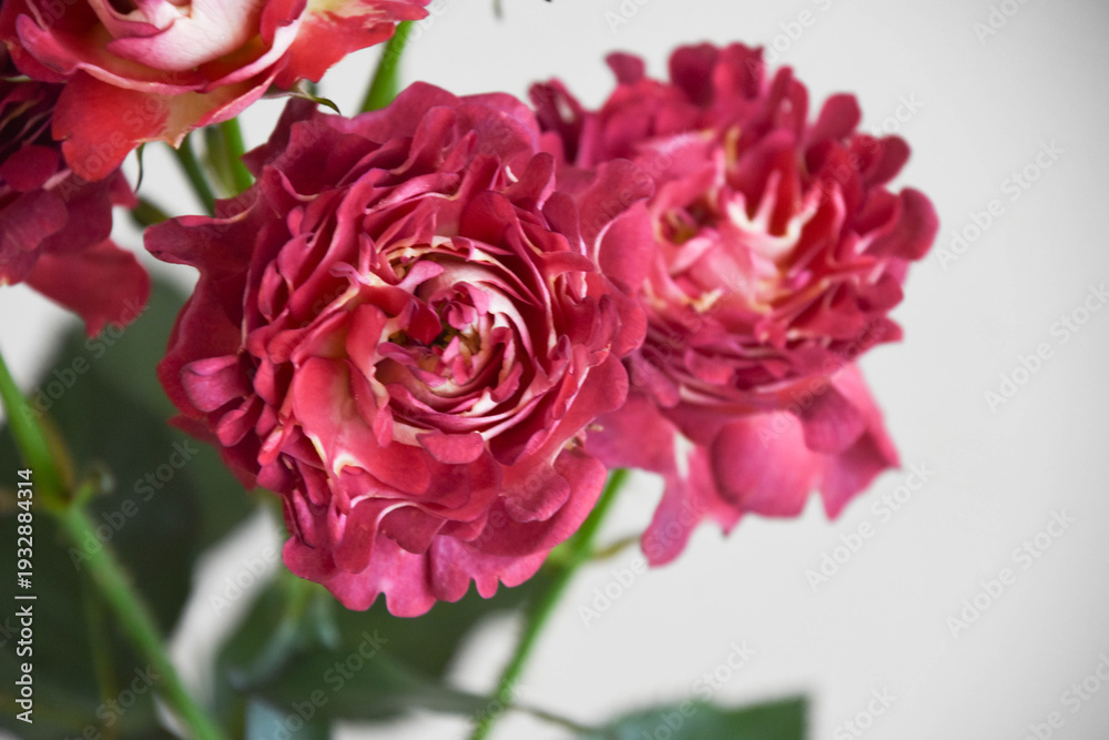 Naklejka premium 紅華美
