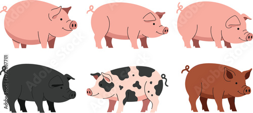 Pig breeds collection with domestic farm swine livestock animals vector illustration set