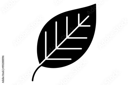 silhouette of nature leaf foliage