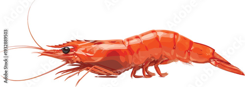 Realistic Shrimp Vector Illustration of Fresh Seafood Prawn Isolated on White Background for Restaurant Menu and Culinary Design