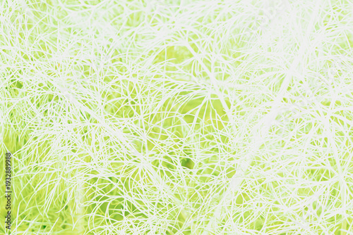 Canvas Print High-key macro of thin weightless green stalks