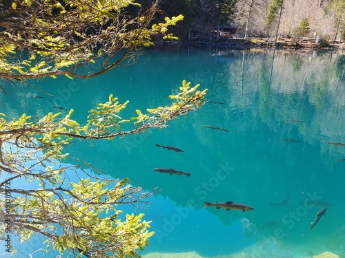 Der Blausee ist trotz seiner geringen Grösse einer der bekanntesten Bergseen der Schweiz. Er ist ein beliebtes Ausflugsziel im Berner Oberland.