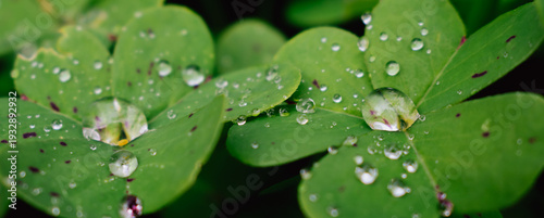 Macro photography of transparent dew drops on green oxalis leaves. These water beads act as natural lenses on the lush foliage, creating a fresh 3D effect