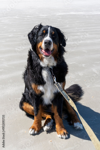 A beautiful mountain dog on a Florida white sand beach