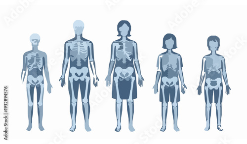Family X Ray Skeleton Vector Set Human Skeletal Systems from Child to Adult Isolated on White