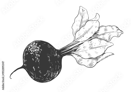 Beets with leaves drawn in sketch style. Black and white illustration of swiss chard root isolated on white background. Vintage engraving