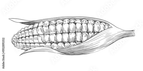Ear of corn drawn in sketch style. Black and white illustration of vegetable isolated on white background. Vintage engraving. Sweet maize