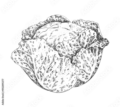 Savoy cabbage drawn in sketch style. Black and white illustration of vegetable isolated on white background. Vintage engraving