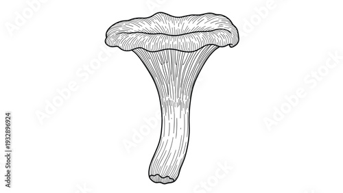 Detailed woodcut style line art illustration of a chanterelle mushroom with its characteristic funnel shape and gills on a white background.
