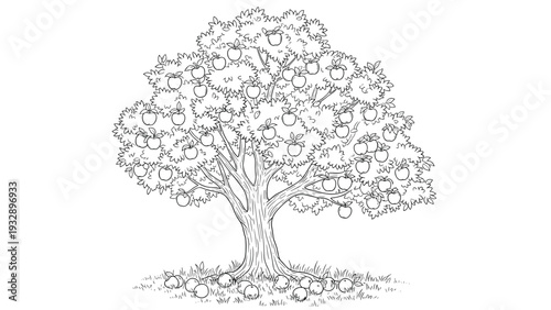 Large spreading apple tree heavily laden with ripe fruit is depicted in a detailed black and white line art style with fallen apples on the grass.