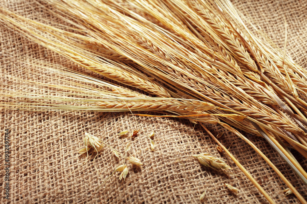 Fototapeta premium Wheat stalks lie on burlap fabric during a harvest preparation in the countryside
