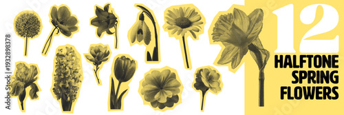 Spring flowers collection with halftone pattern. botanical illustrations on white background for modern design use