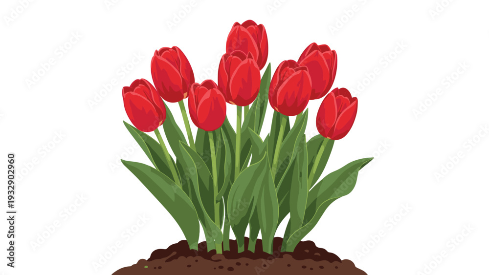 Fototapeta premium Cluster of beautiful red tulips growing in dark rich soil symbolizing spring season and nature beauty on white background.