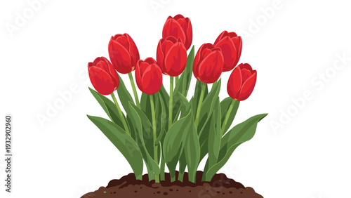 Cluster of beautiful red tulips growing in dark rich soil symbolizing spring season and nature beauty on white background.