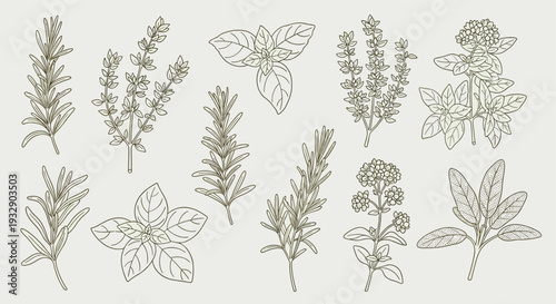 Collection of Hand Drawn Botanical Illustrations of Various Culinary Herbs and Aromatic Plants on a Light Neutral Background