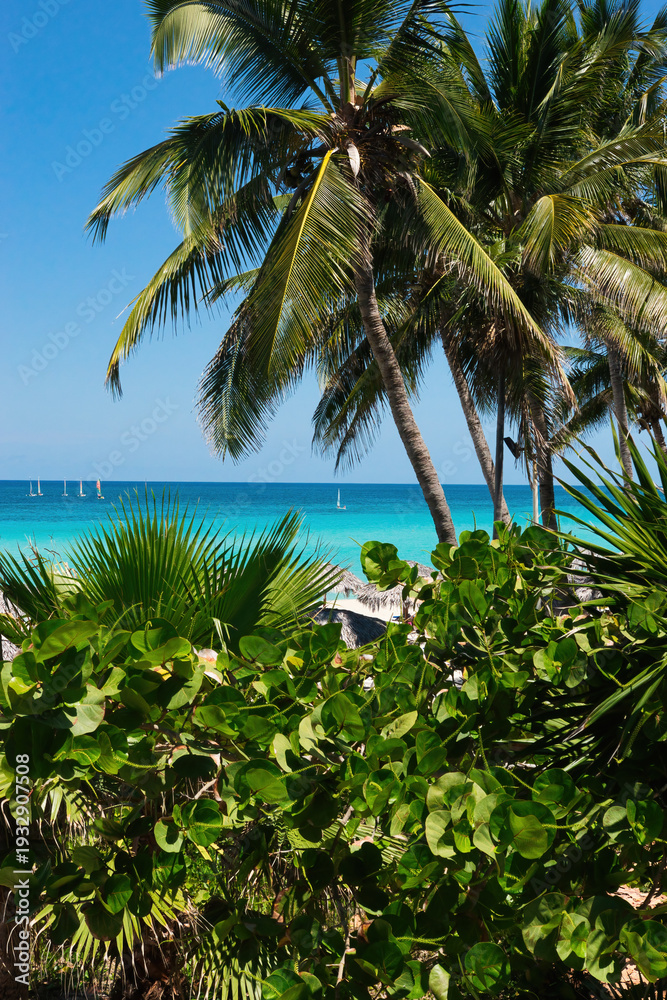 Obraz premium Varadero, Cuba; 04.07.2023. Beautiful, colourful sunset on the beach in Varadero, Cuba! Cote d'Azur of the Atlantic Ocean, next to the Caribbean Sea. Cuba wild palm beach background. Nature blue sea l