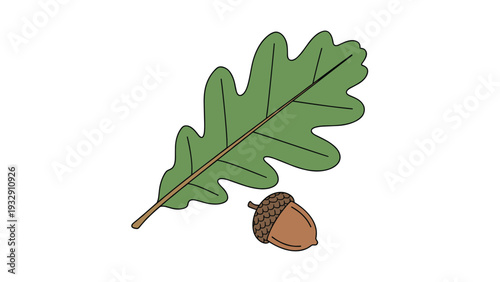 Single green lobed oak leaf and a brown acorn with a textured cap shown on a plain white background for autumn design.
