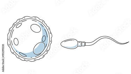 Scientific illustration of a human sperm cell fertilizing an egg cell representing the beginning of life and reproduction.