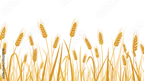 Golden field of barley ears in the wind for agricultural themes, beer production, and healthy organic food concepts.