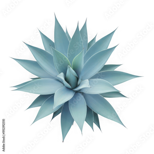 Wallpaper Mural A large blue succulent plant isolated on transparent background with sharp leaf tips Torontodigital.ca