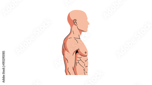 Anatomical profile of a muscular male torso and head against a white background for fitness, health, and medical education purposes.