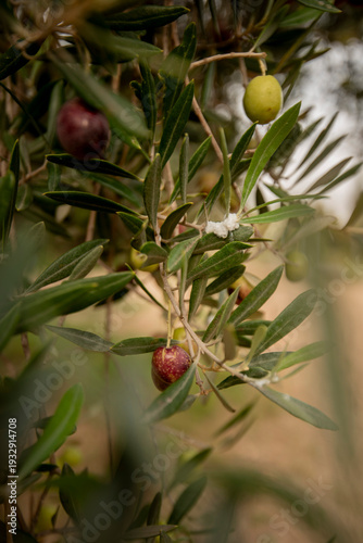 Valokuva Ripe and unripe olives growing on tree branch ill with the white cottony pest in