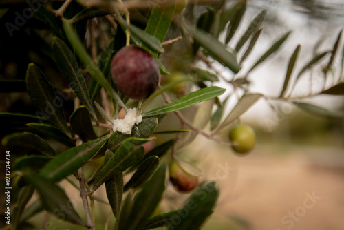 Canvas-taulu Ripe dark olive fruit growing on tree branch ill with pest of olive tree cottony