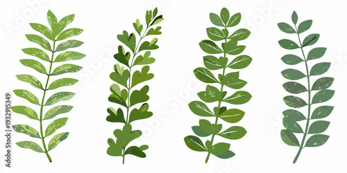 Four different green leaf branches arranged vertically on a white background