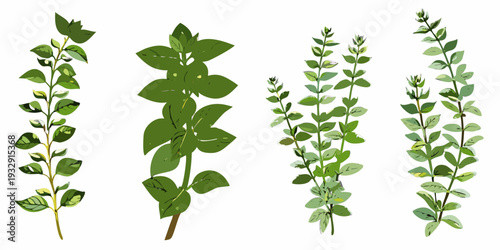 Four different green plant stems with varying leaf shapes illustrated vertically